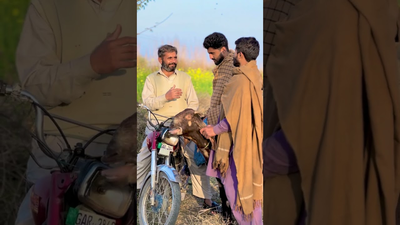 Bakra Gaib Krny Ka Plan To Warr Gya 🤣 