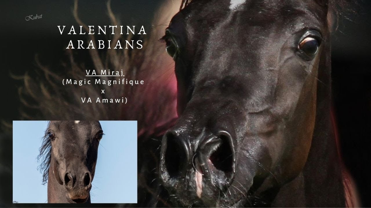 Straight Egyptian Black Arabian Foal VA Ajan (Ayal el Asil x VA Amawi) 💞