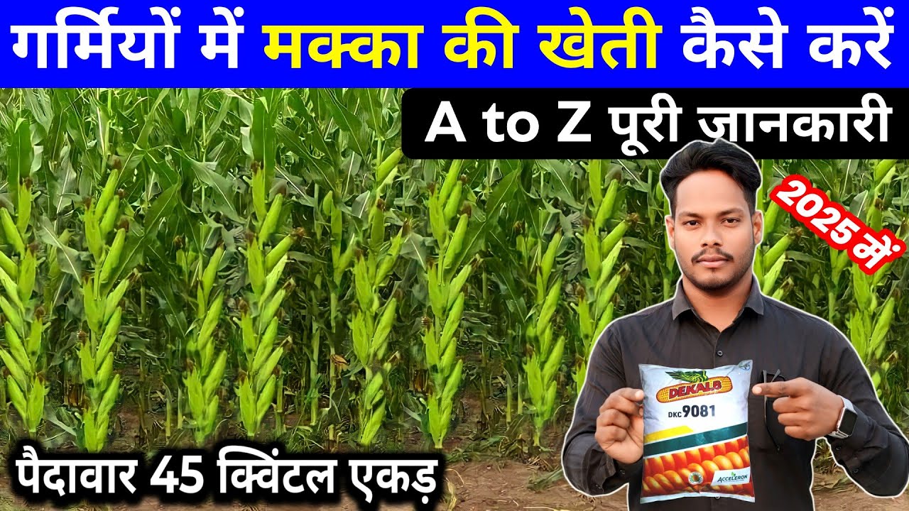 Garmiyon me makka ki kheti | गर्मी में मक्के की खेती | रवि में मक्का की खेती, A to Z New Video 2025