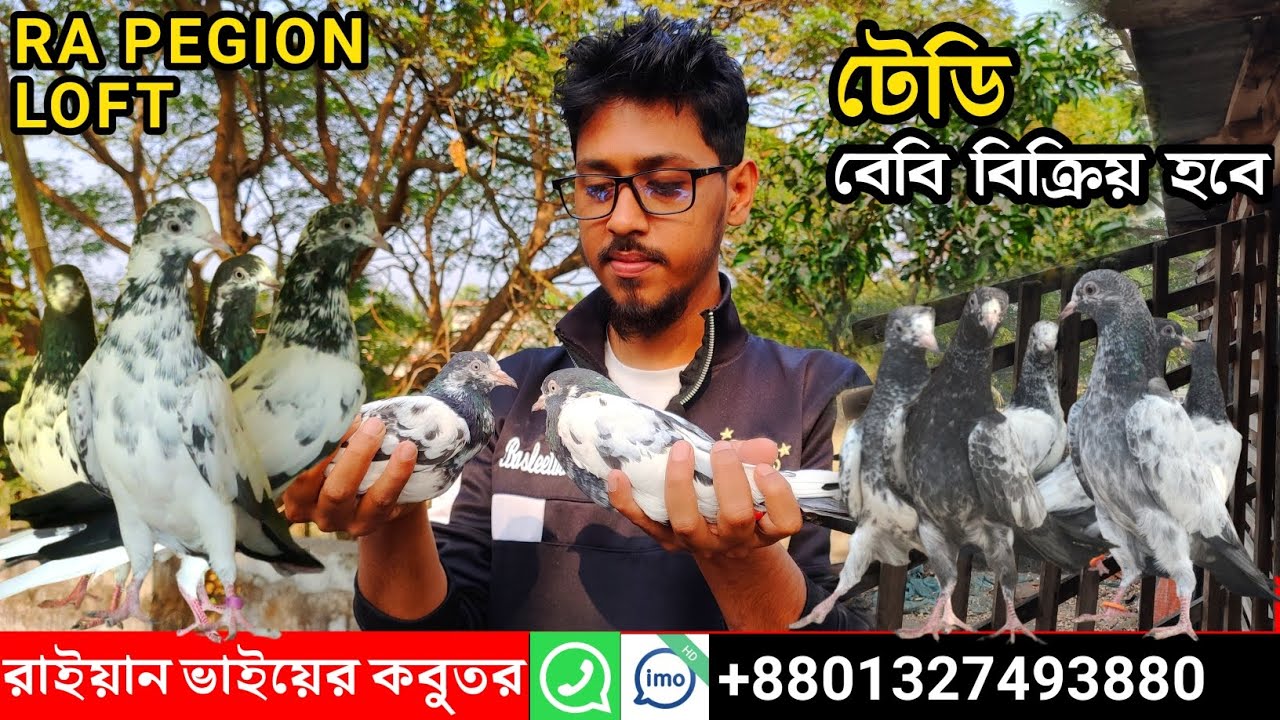 পাকিস্তানি ব্লাড লাইনের কবুতর বিক্রয়।।Teddy Pigeon Sale। পাকিস্তানি টেডি কবুতর বিক্রয় হইবে#pigeon