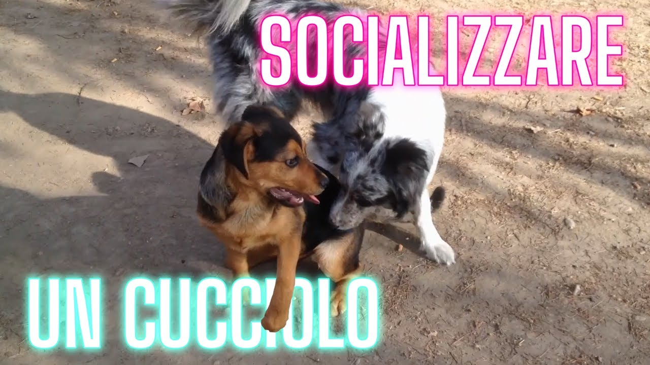 Come SOCIALIZZARE un CUCCIOLO correttamente