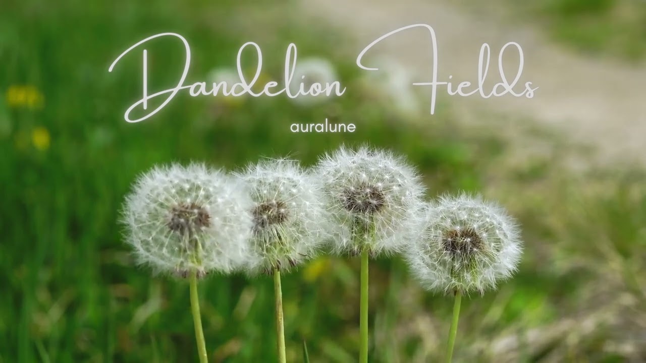 Auralune - Dandelion Fields