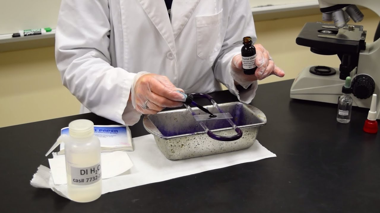 Как выполнить простое окрашивание — MCCC Microbiology
