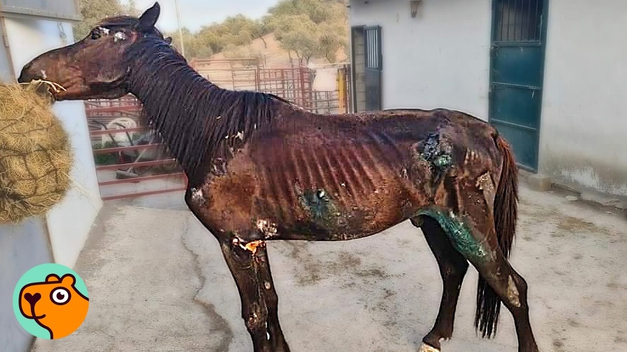 No One Thought Abandoned Horse Would Make It. Here We Are! | Cuddle Buddies