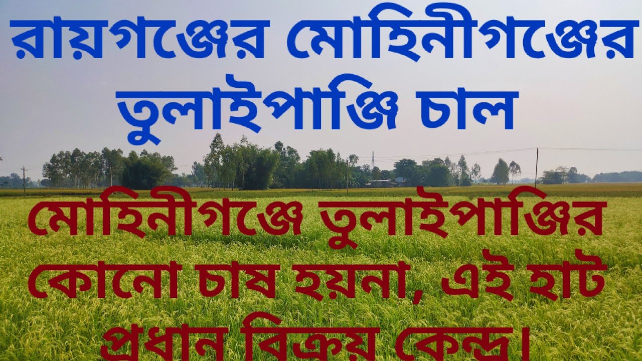 রায়গঞ্জের মোহিনীগঞ্জের তুলাইপাঞ্জি চাল। Mohiniganj's Tulaipanji Chal.Raiganj, Uttar dinajpur.GI tag
