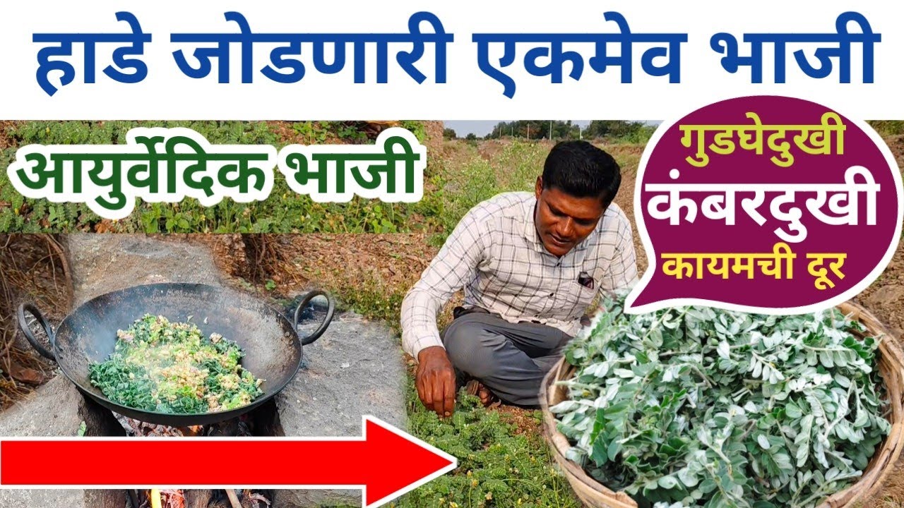 चक्क पाच दिवसात गुडघेदुखी, कंबर दुखी, सांधेदुखी, टाच दुखी, दूर करणारी एकमेव भाजी |Saratyachi bhaji