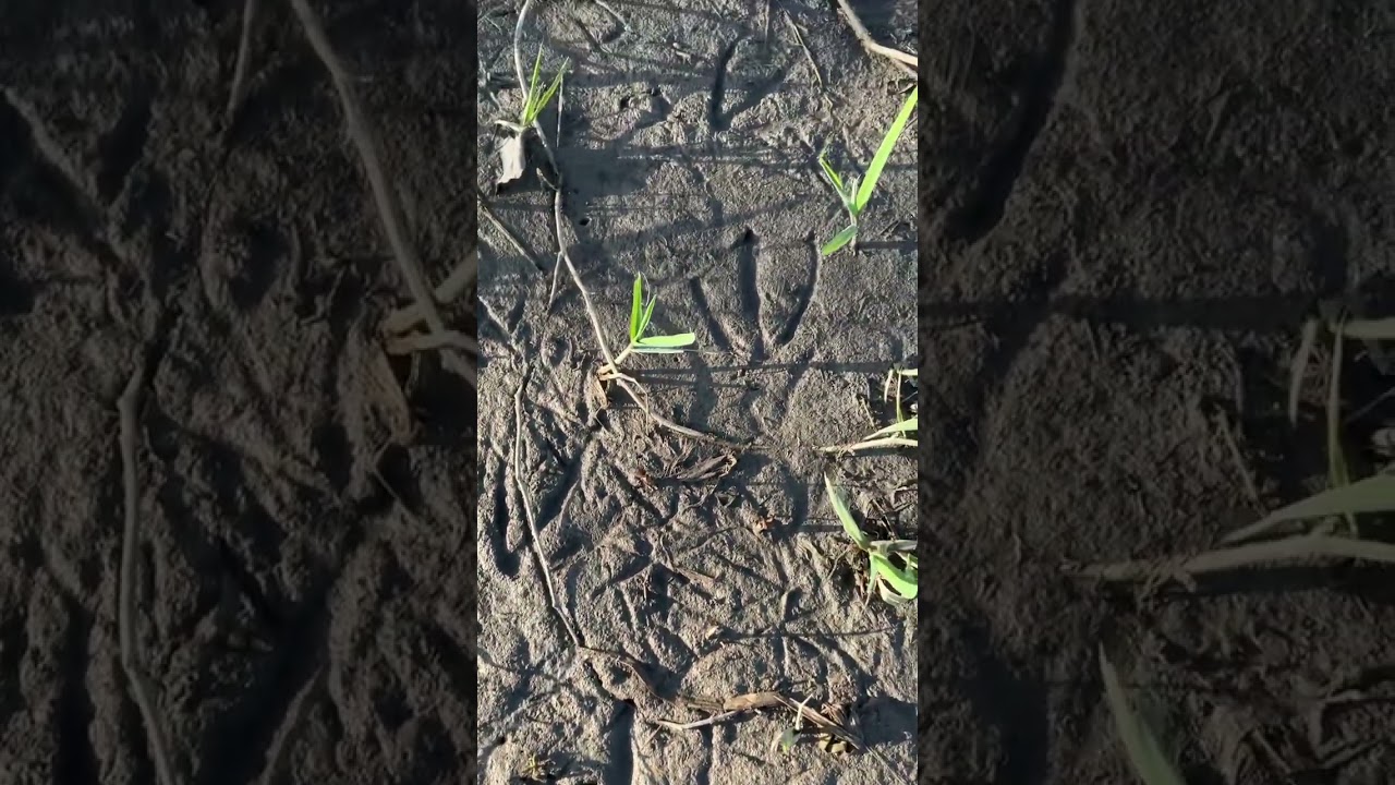 Huge Bird Footprints in the Mud