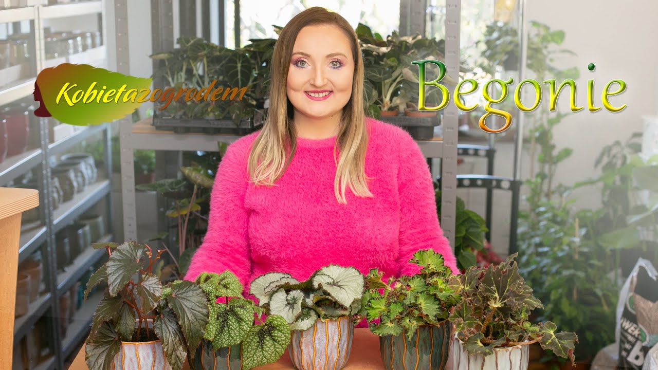 Begonie