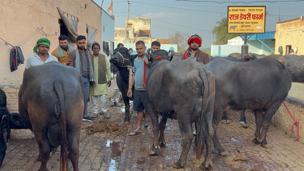 👍 4 भैंस 🐃 जा रही MP मुरैना में , 15-18 लीटर दूध , Price = 142000-160000 तक Raj dairy farm Haryana 