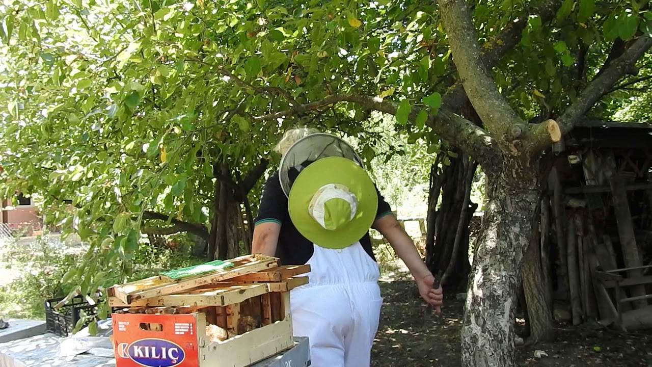 Production of Royal Jelly