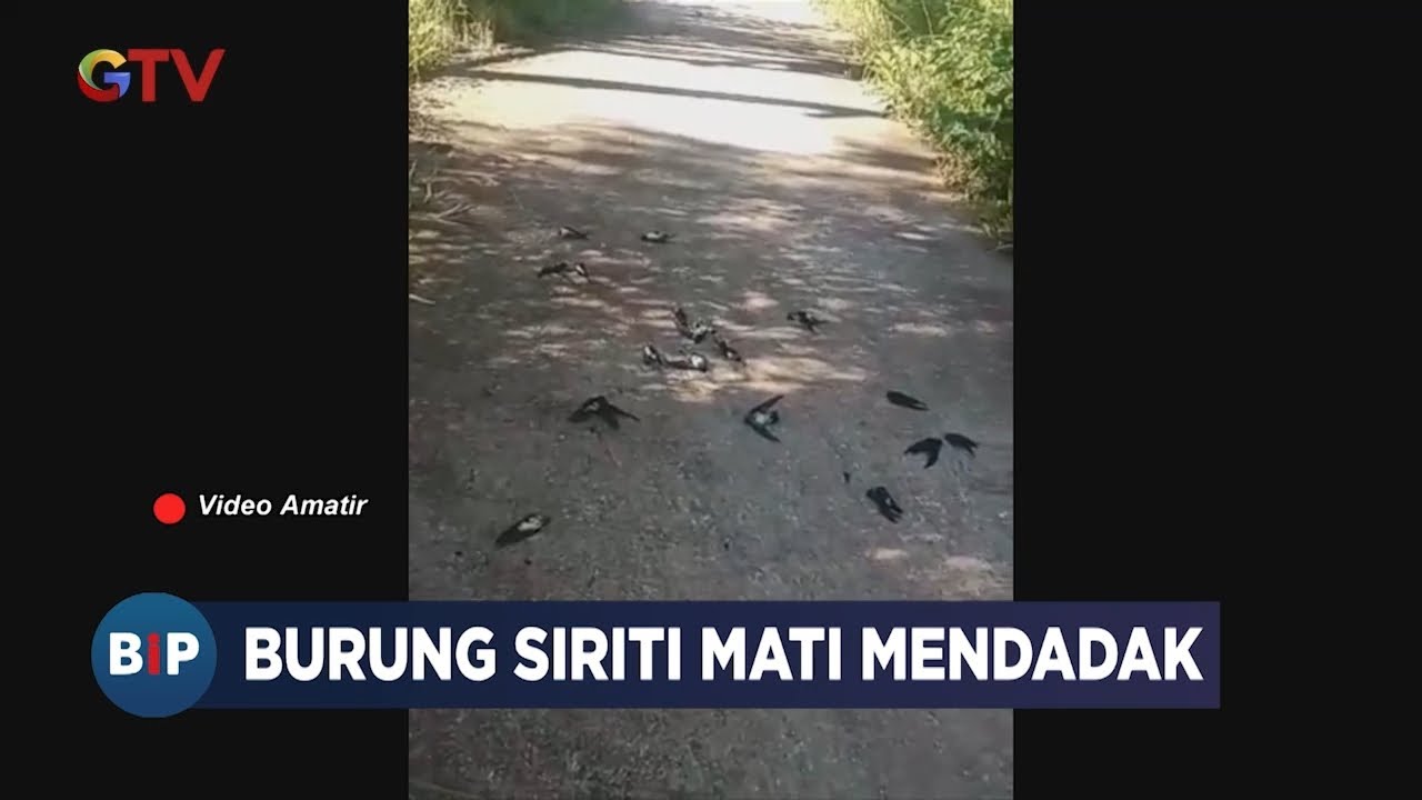 Ratusan Burung Sriti Mati Mendadak di Mamasa, Sulawesi Barat