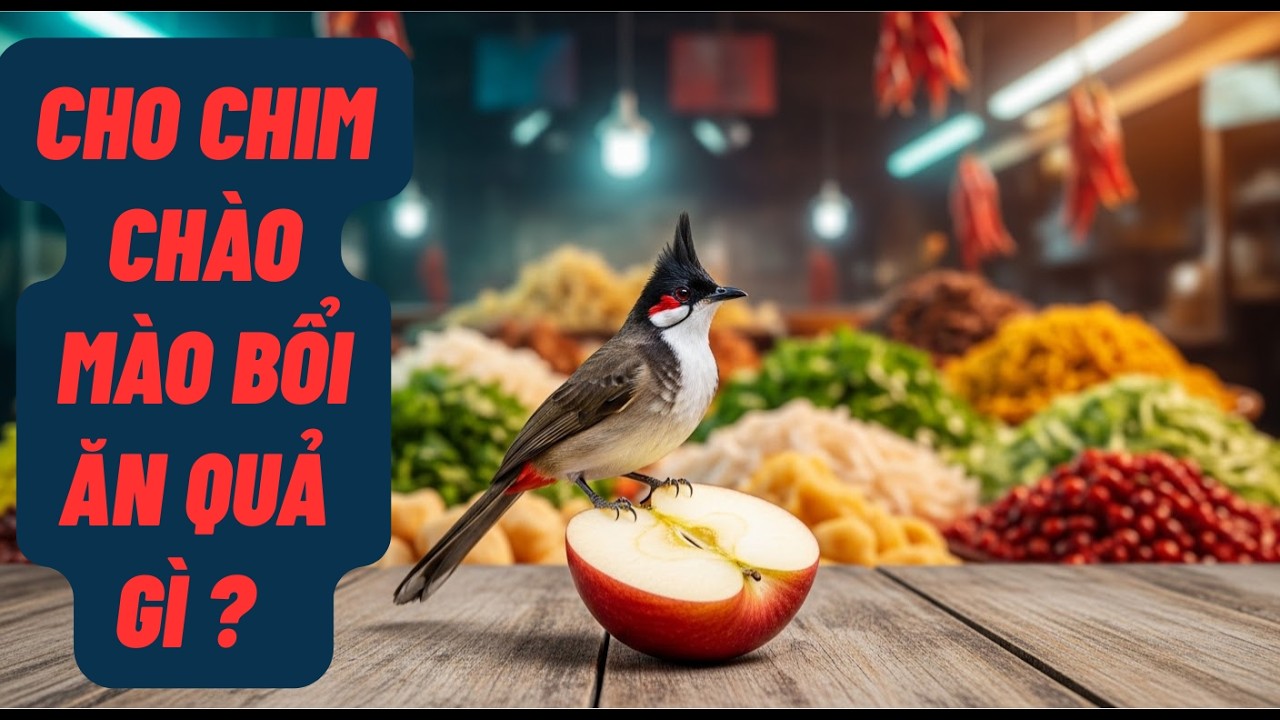 CÁCH THUẦN CHÀO MÀO BỔI/ ngày 3 kiểm tra sức khỏe và điều chỉnh thức ăn theo  sở thích của chim