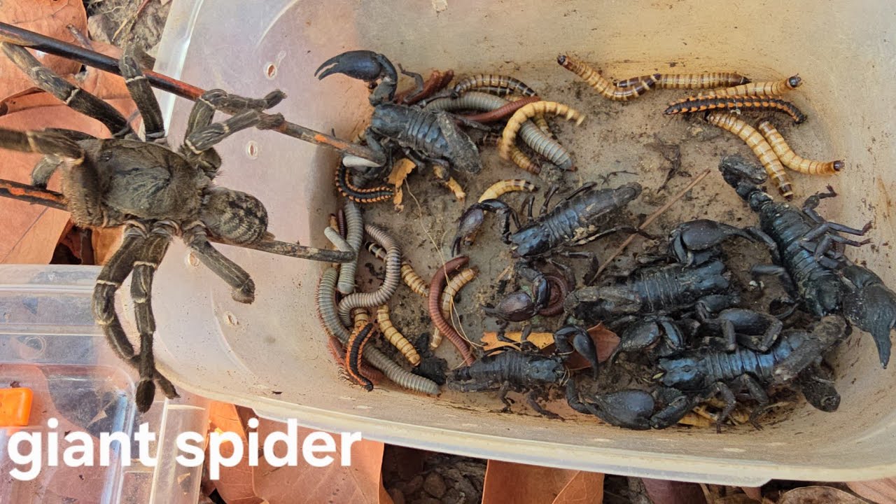 Wow Catch A Lot of Scorpions Pets And A Wild Tarantula Spider, Red Small Millipede, Worms, Snail