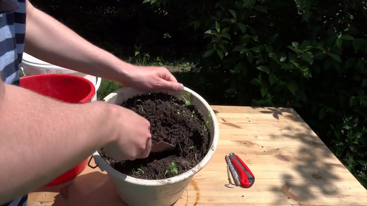 [DIY] Bokashi-Eimer kostenlos selbermachen