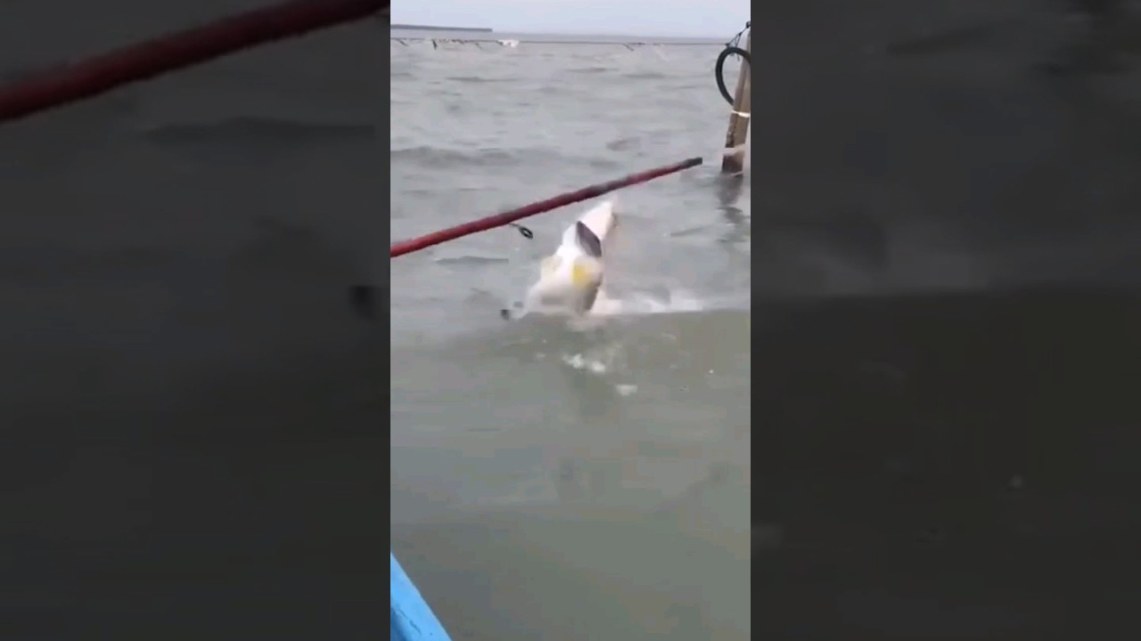 PERTARUNGAN MONSTERR BARAMUNDI 25 KG,Kapten Bagus spot turus surabaya... #baramundi #kakapputih