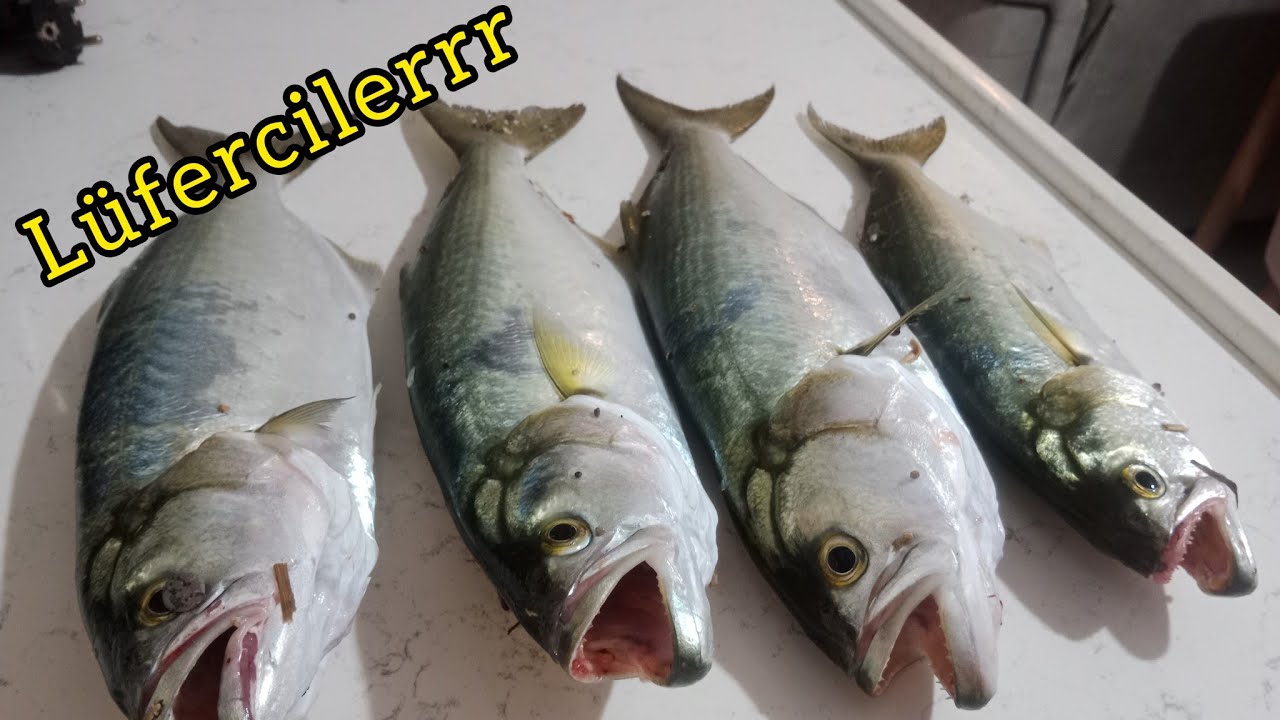 Popper ile Balık Avı / Heyecan Aksiyon Tavan Yaptı