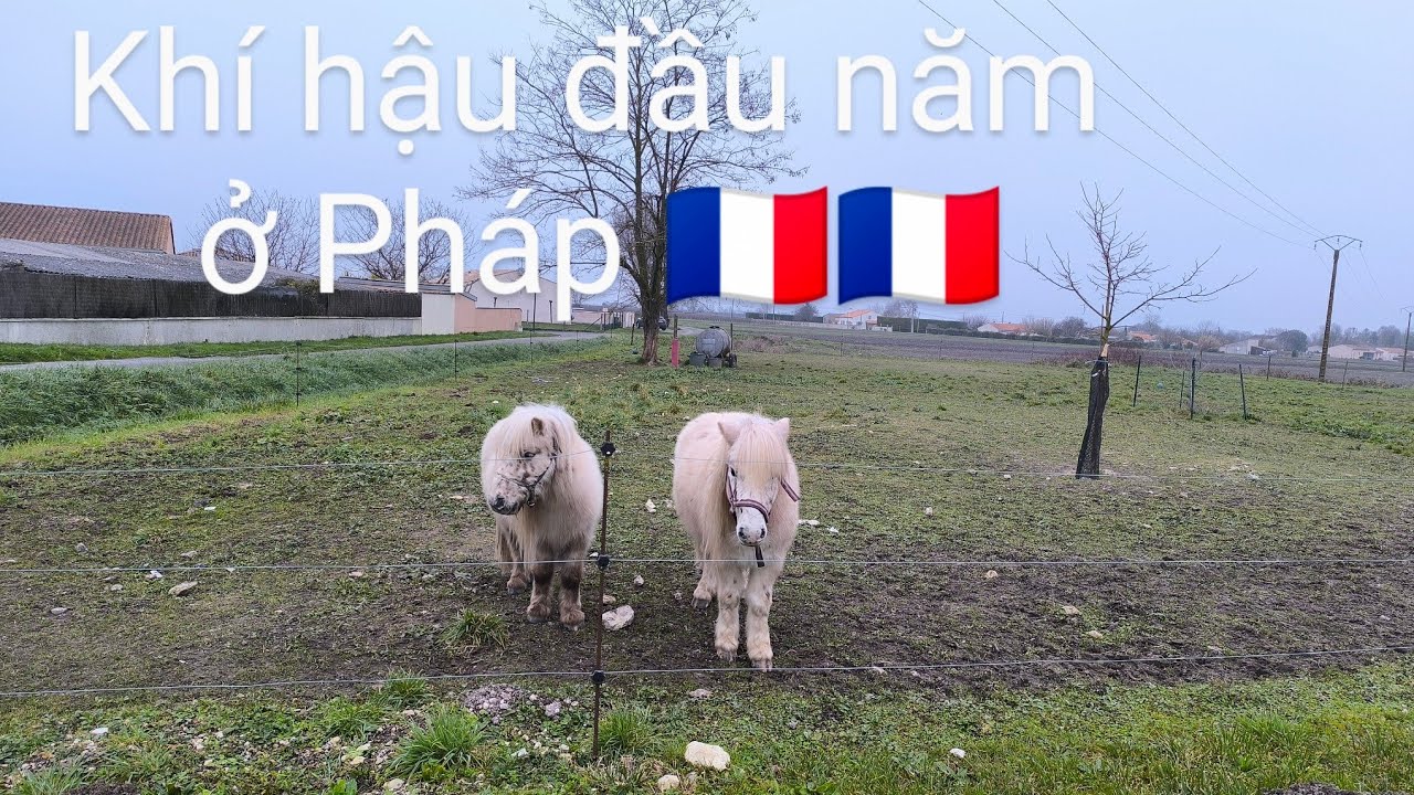 Vlog 619 - Khí hậu ngày đầu năm 2026 ở nước Pháp ra sao?