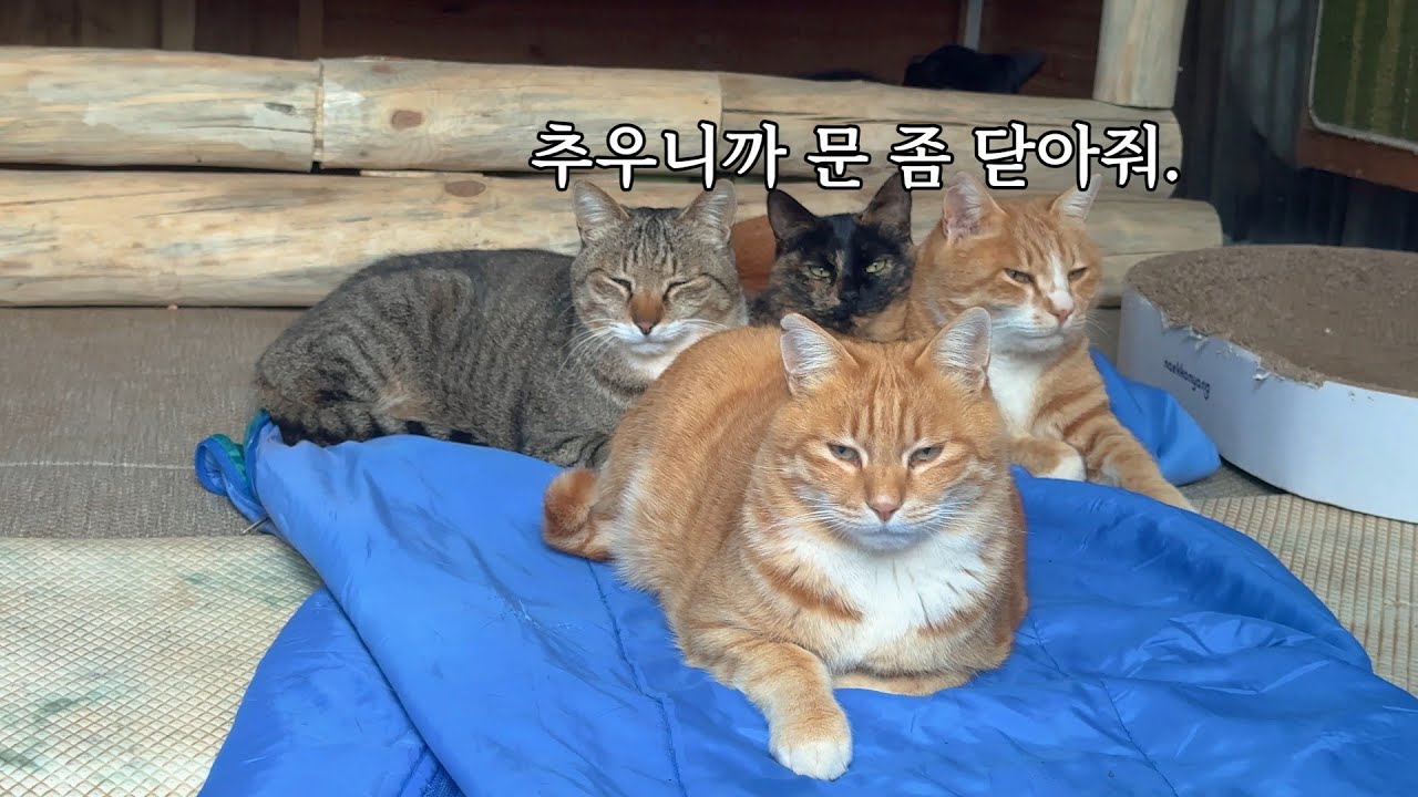 한겨울에도 배 부르고 등 따뜻한 산골짜기 고양이들
