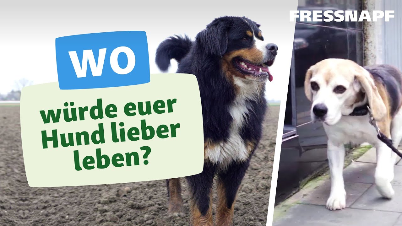 Was ist besser für Hunde? Leben auf dem Land oder in der Stadt?