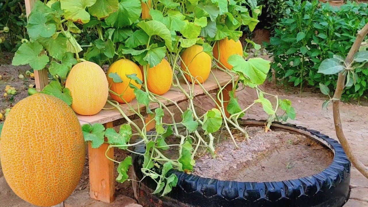 Growing melons at home on a car wheel / Qovun yetishtirish mashina g'ildiragida