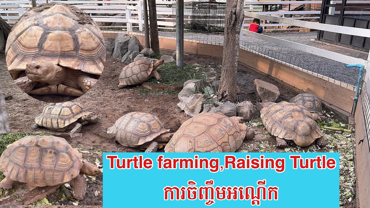 Animals Turtle farming,Raising Turtle ការចិញ្ចឹមអណ្តើក@ScenicNatural