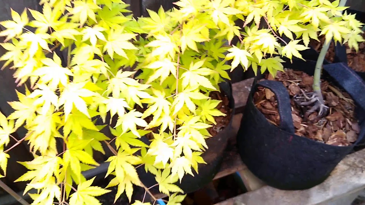 Yellow Japanese Maples