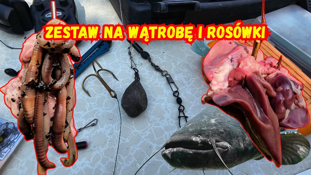Sum z gruntu - najprostszy zestaw na wątrobę i rosówki [poradnik jak to zrobić]