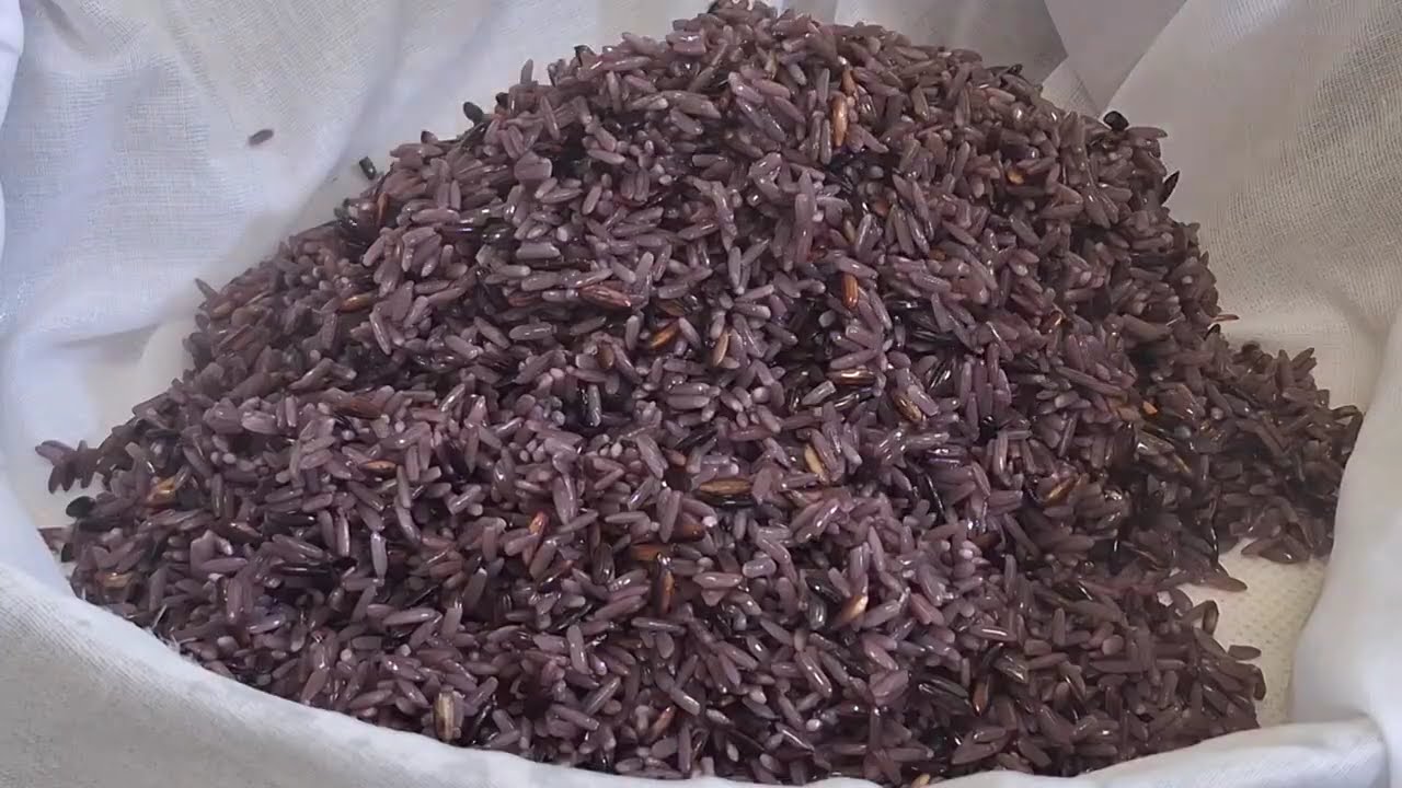 วิธีนึ่งข้าวเหนียวดำ| ประยุกต์ 3 แบบ |มูนกะทิ | ข้าวเหนียวดำนึ่ง | และแบบไม่ใส่กะทิ|  by ครัวสุขใจ