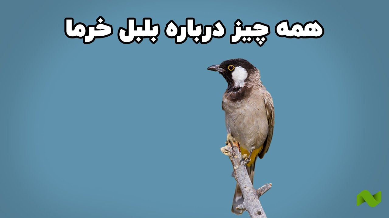 حقایق جالب درباره بلبل خرما که نمی‌دونستید!