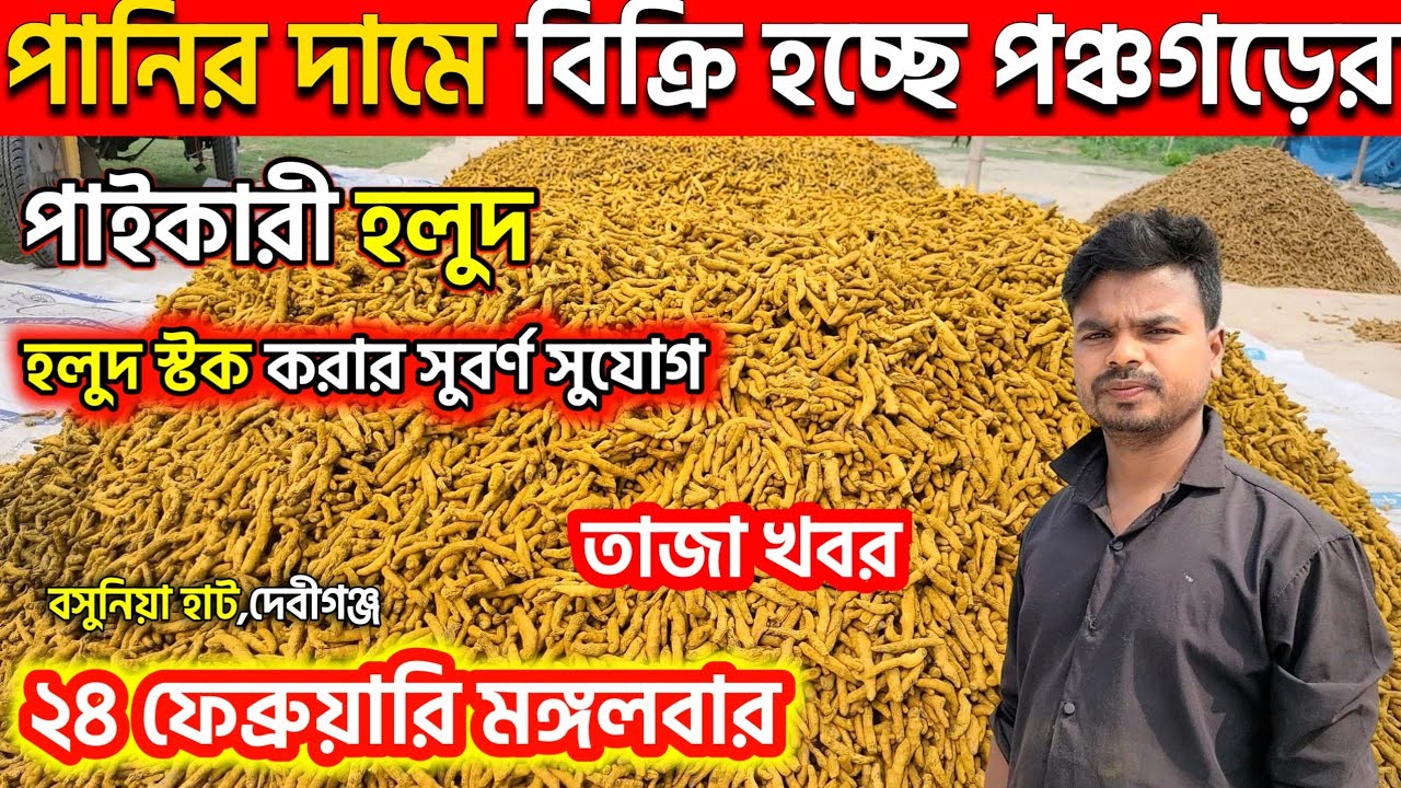 ২৪ ফেব্রুয়ারি মঙ্গলবার।পানির দামে বিক্রি পঞ্চগড়ের পাইকারী শুকনো হলুদ।হলুদ স্টক করার সুবর্ণ সুযোগ।
