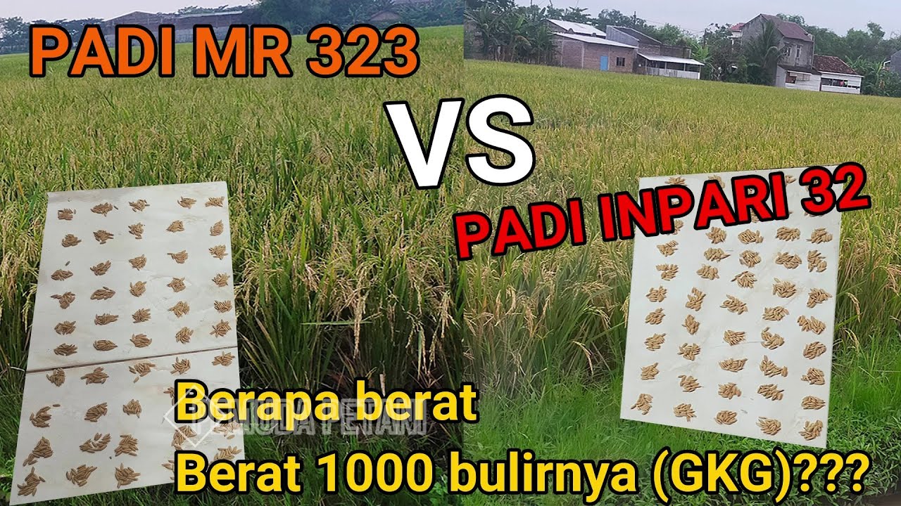 Padi MR 323 VS Inpari 32 || Menimbang Berat 1000 Bulir GKG