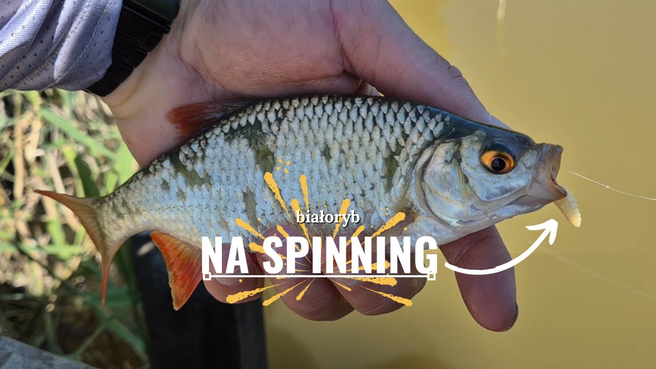 Białoryb na LEKKI Spinning! Wzdręgi na XUL