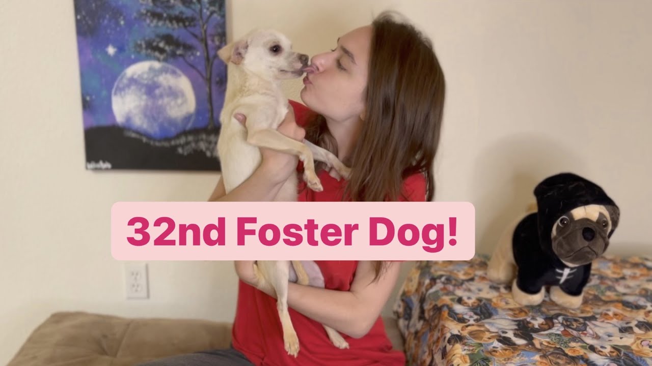 Foster Dog / Dottie / May 2022