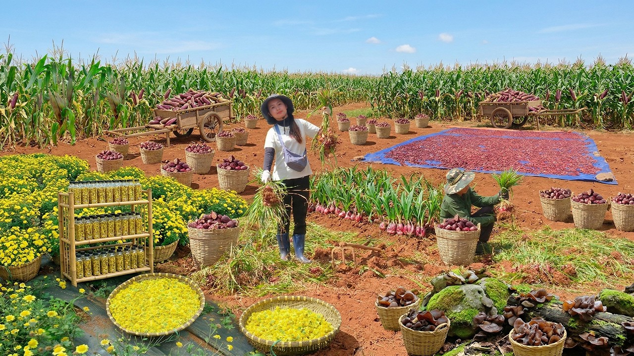 Relax With Harvest: Korean Ginseng, Camellia Flowers, Queen Corn, Wood Ear Mushrooms, Lettuce