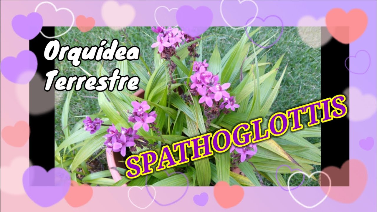 Orquídea Terrestre GRAPETE os 7 Segredos do Cultivo das SPATHOGLOTTIS 🤩😃