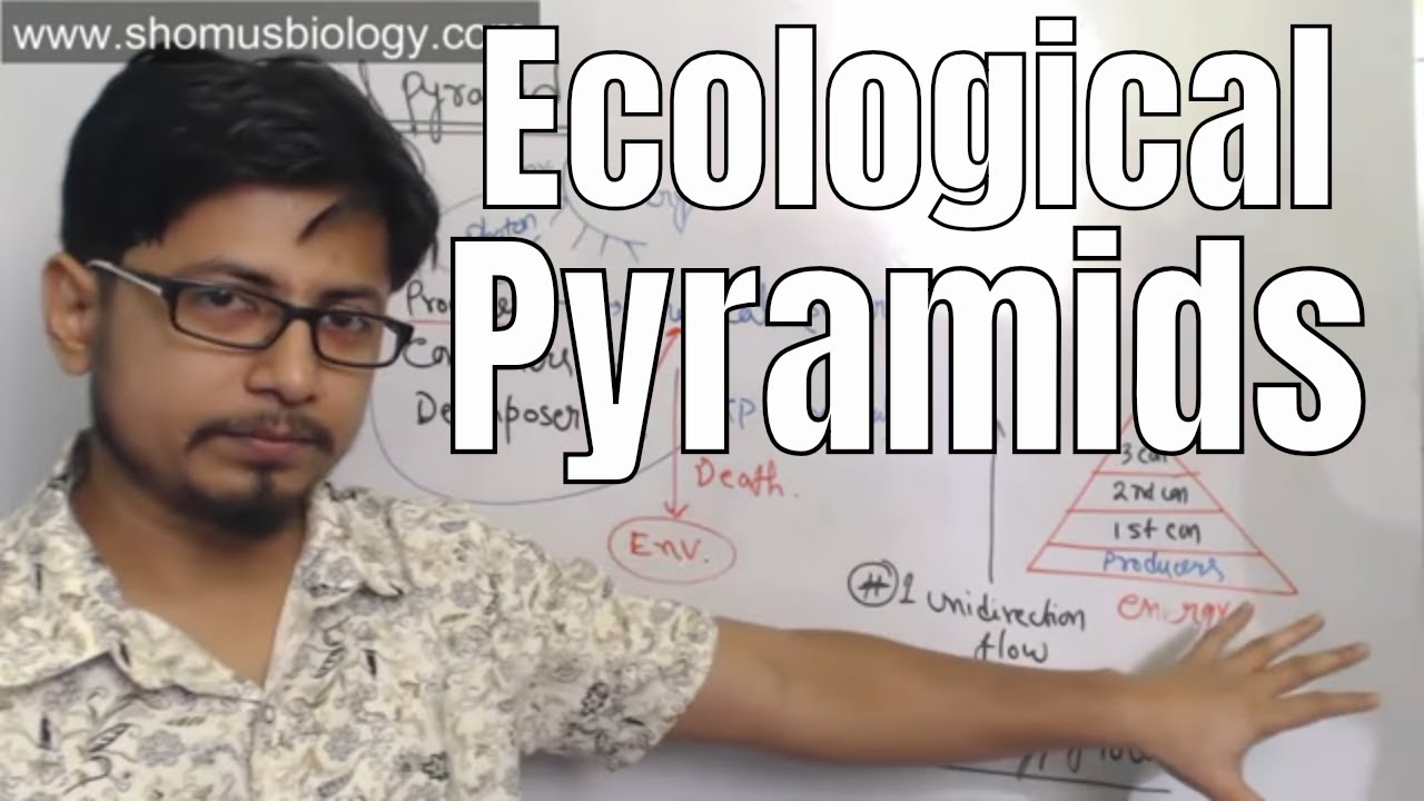 Ecological pyramids