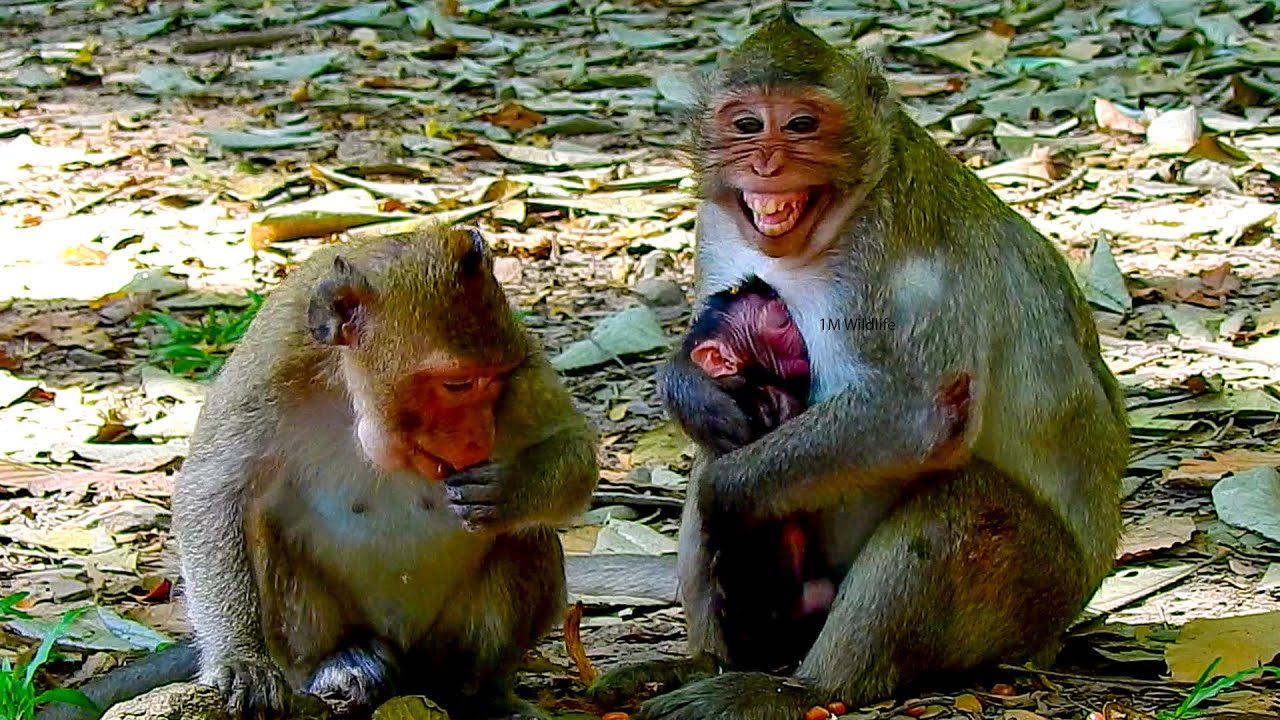 Jazzy happily told other in troop she has a baby female mom Jane was born.
