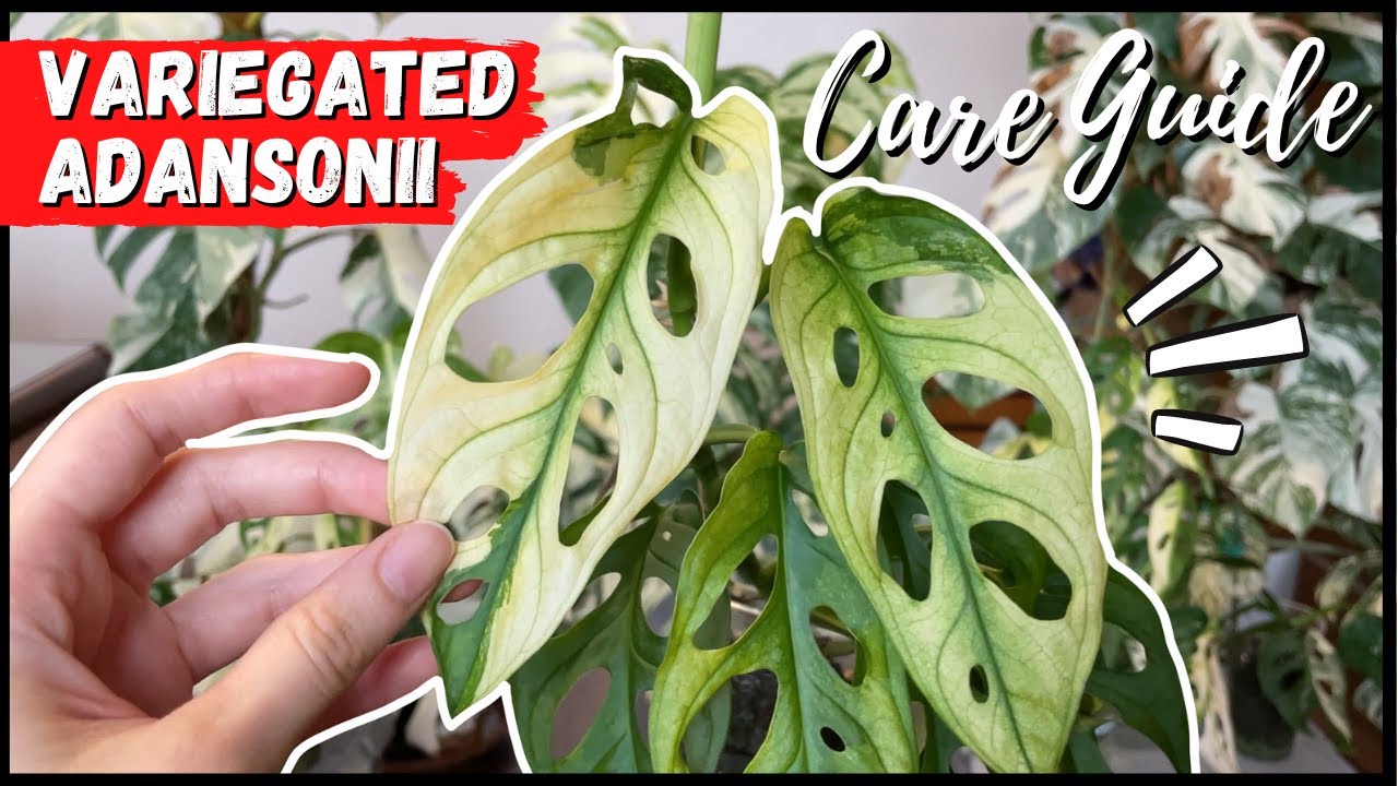 VARIEGATED ADANSONII // Care Guide