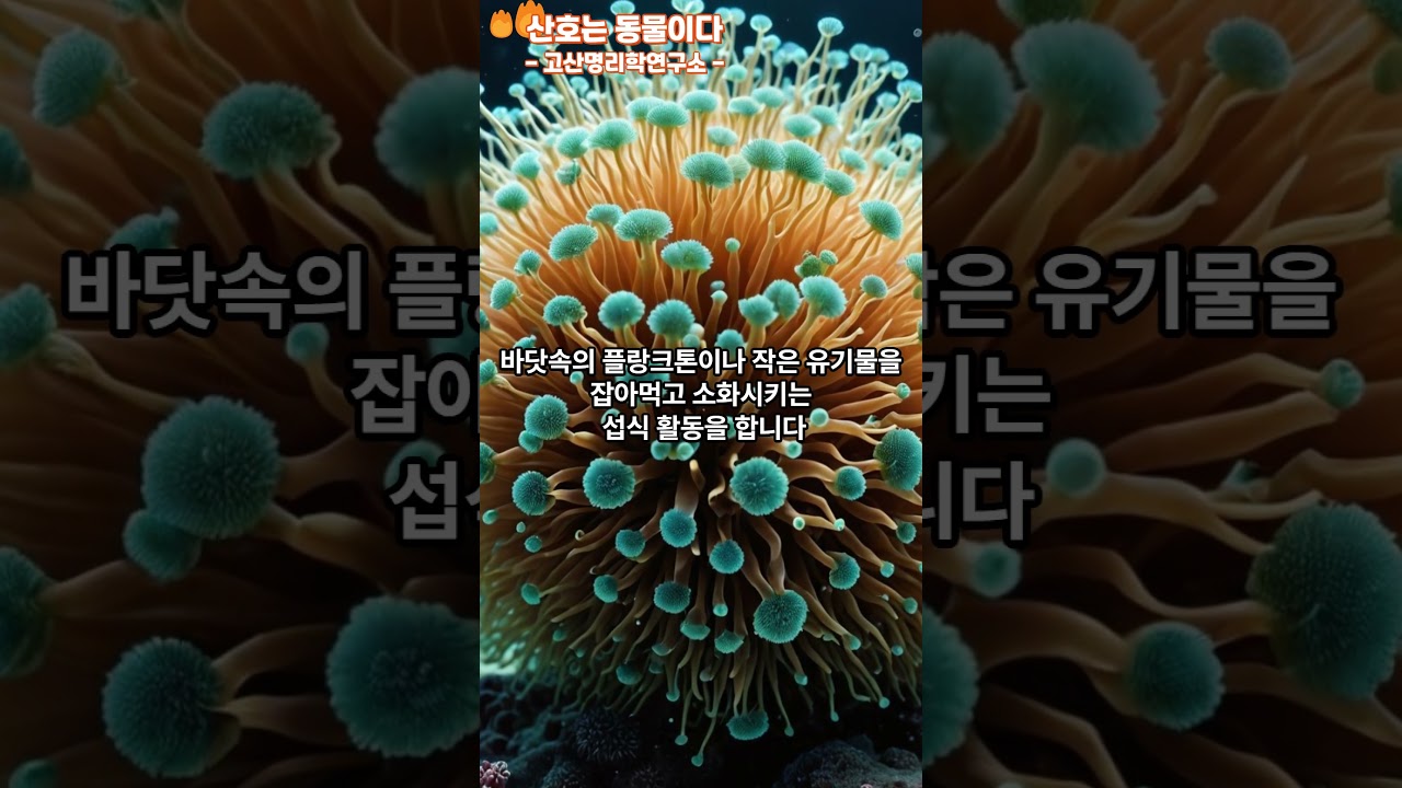 산호는 식물일까, 동물일까? 당신이 몰랐던 바다의 비밀 #이슈 #국립생물자원관 #지식#산호 #산호는동물이다#산호는동물일까식물일까#공존공영 #공존시대