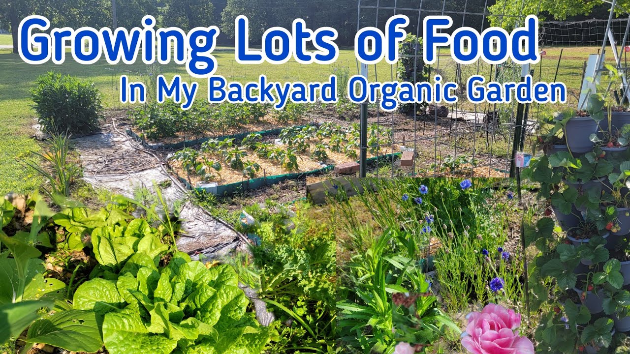Growing Lots of Food in My Backyard Garden- May Garden Tour in Zone 7A Kentucky