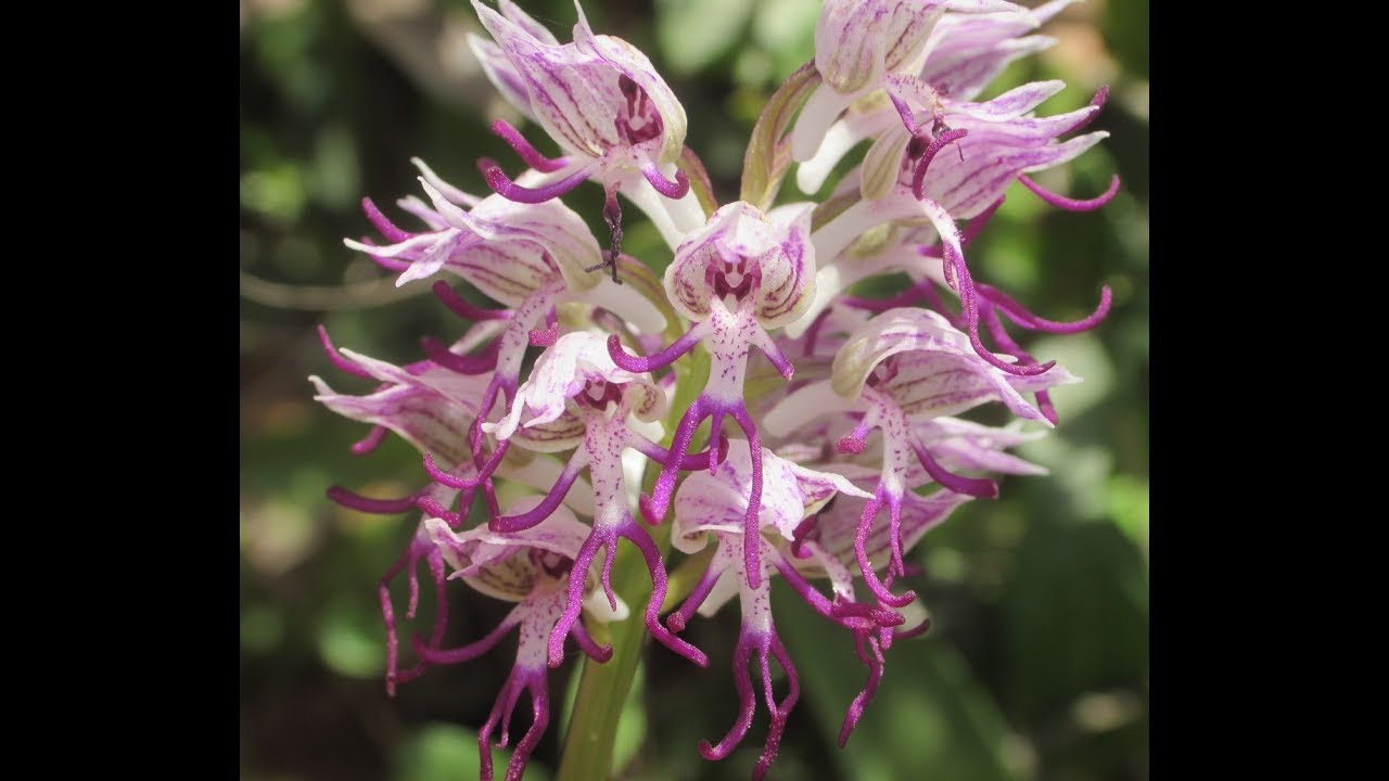 Orchis simia