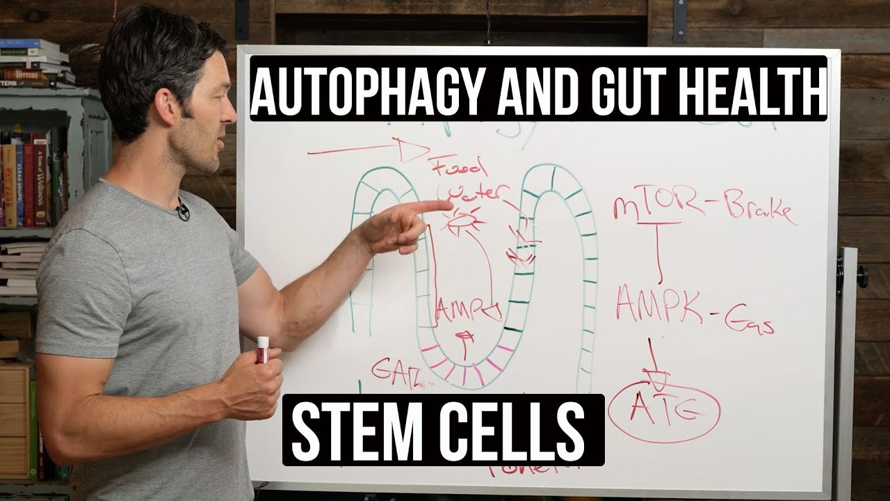 Fasting, Autophagy & Gut Health: stem cells supported by autophagy