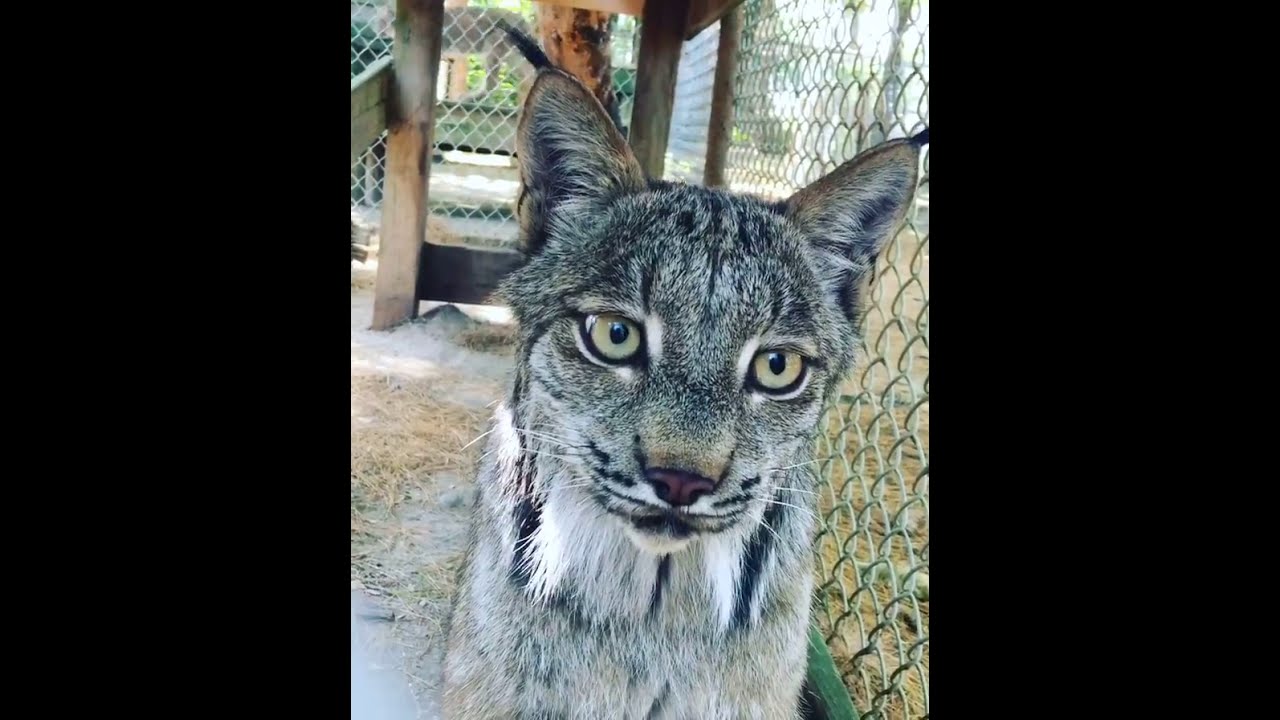 dew haven Maine zoo talking lynx at DEW Haven | Maine Zoo & Rescue