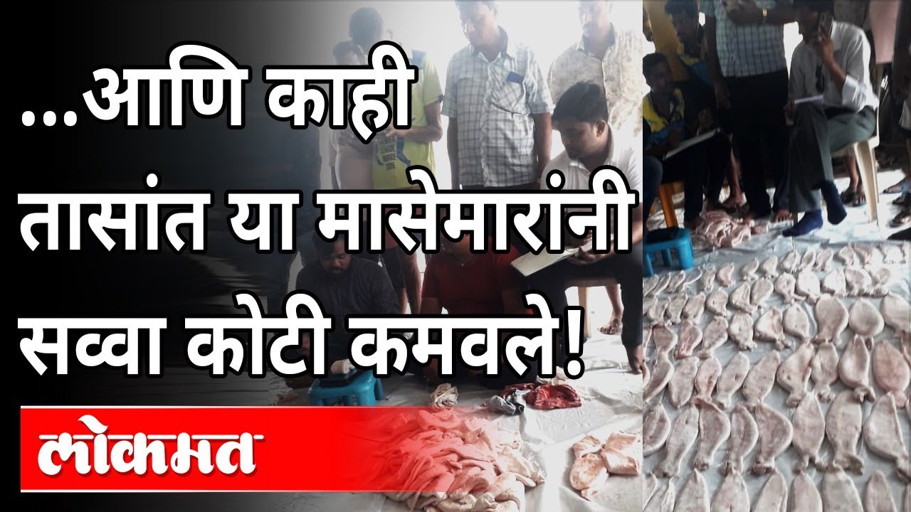 या १५७ माशांसाठी सव्वा कोटीची बोली का लागली? Palghar Fisherman Sells 157 Ghol Fish For Rs 1.33 Crore