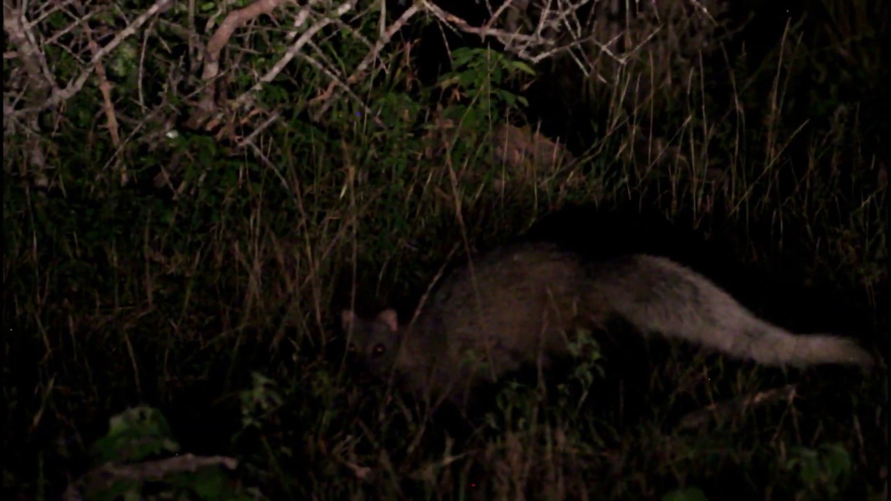 White-tailed Mongoose