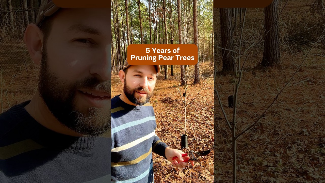 5 Years of Pruning Pear Trees 