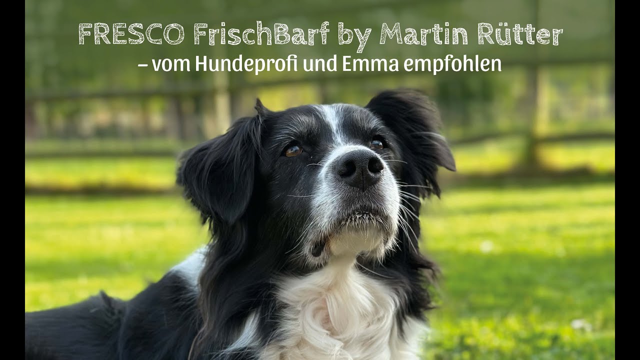 FRESCO Frischbarf – die Innovation in der Welt des Barfens