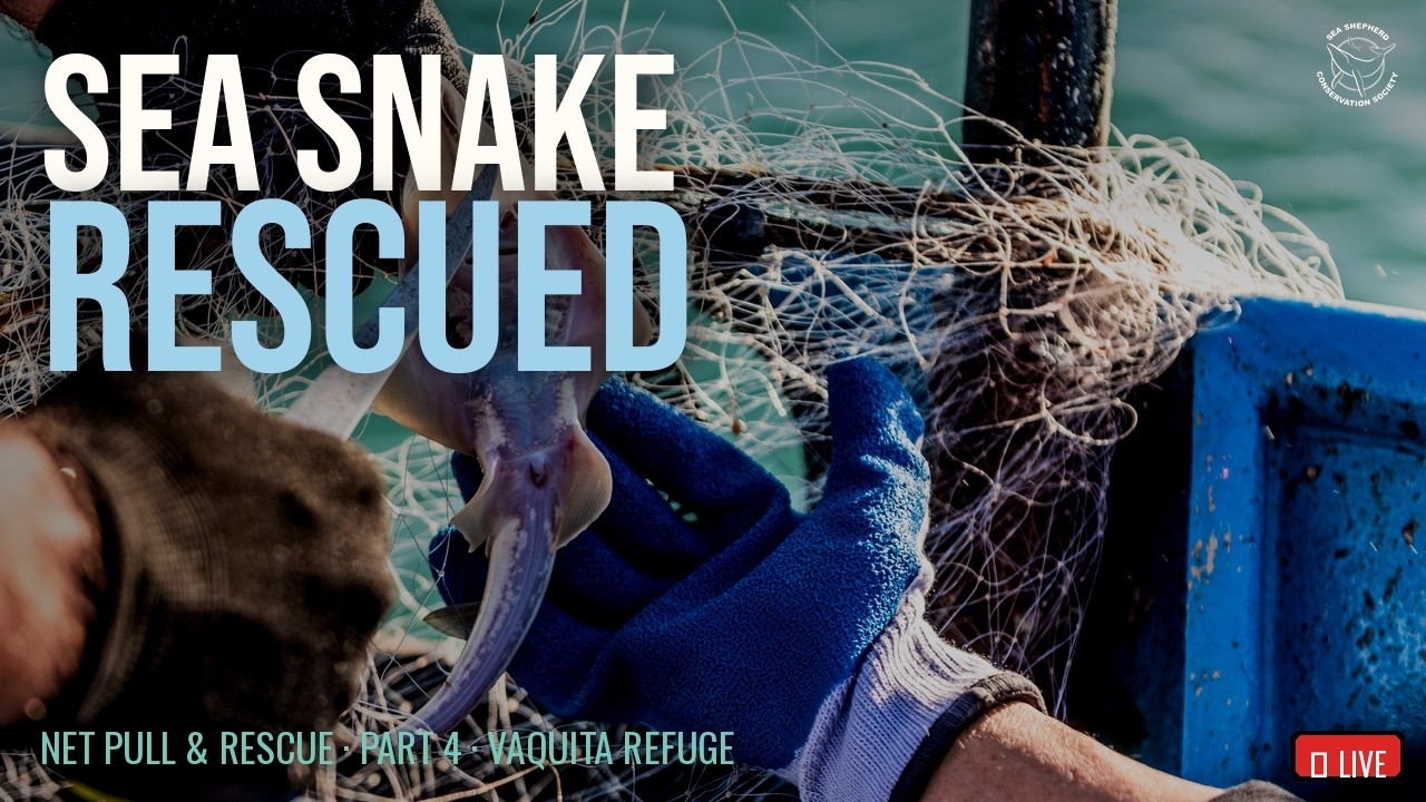 Live Net Pull and Rescue Part 4