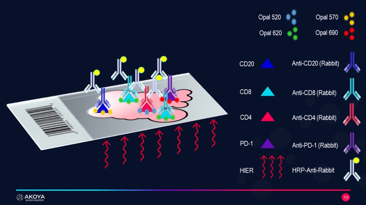 Multiplexing on Mouse tissue using Cell Signaling Technology antibodies and OPAL IHC method