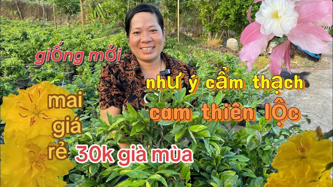 6/6/2025🌻Cô Nhiên☎️0364016457☎️ Gốc nhớt già mùa đế đa dạng 30k gião cam thiên lộc -như ý cẩm thạch